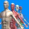 Human anatomy system & parts
