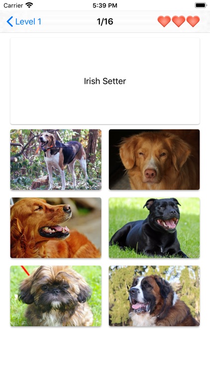 Dog Breeds Quiz - Dog Games