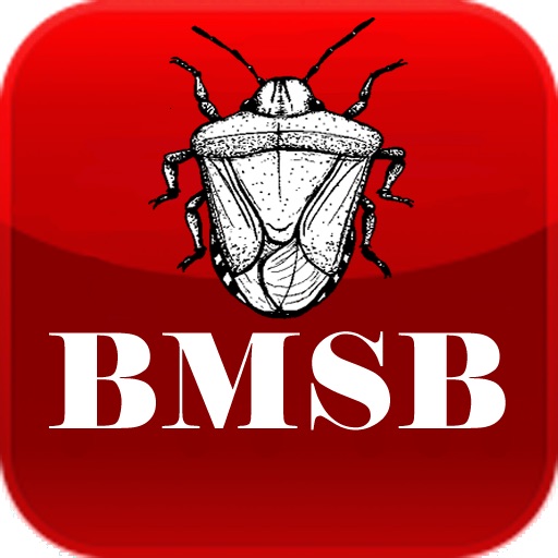 BMSB