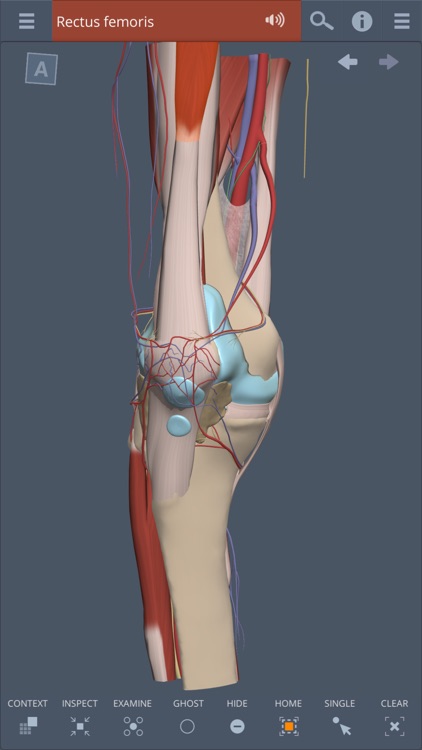 Knee: 3D Real-time