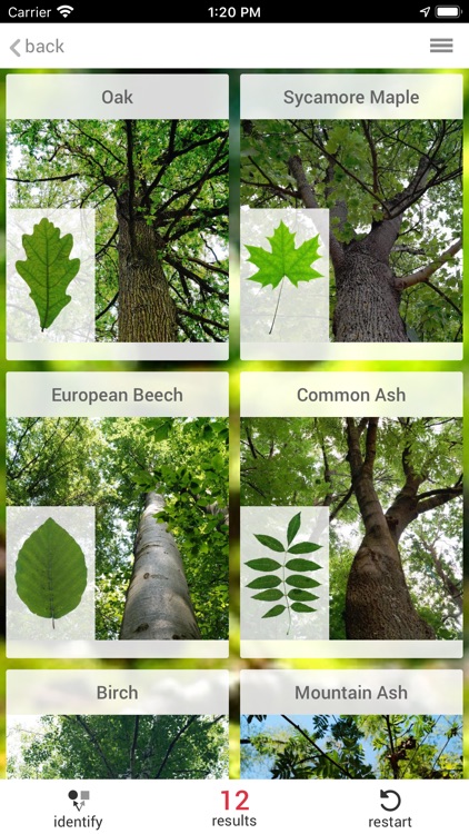 Trees of Bavaria's forests