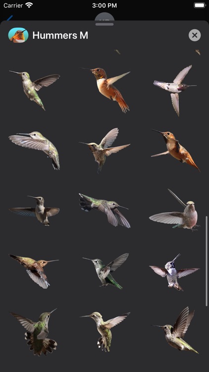 Hummingbirds - Medium (Retina)