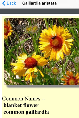 Iowa Wildflowers screenshot 3