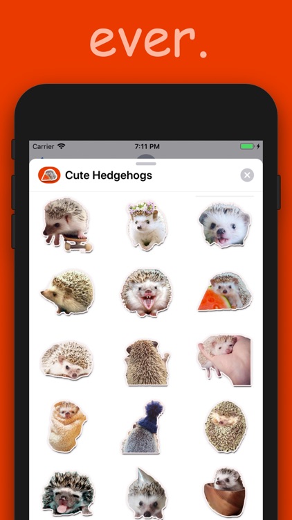 Cute Hedgehogs