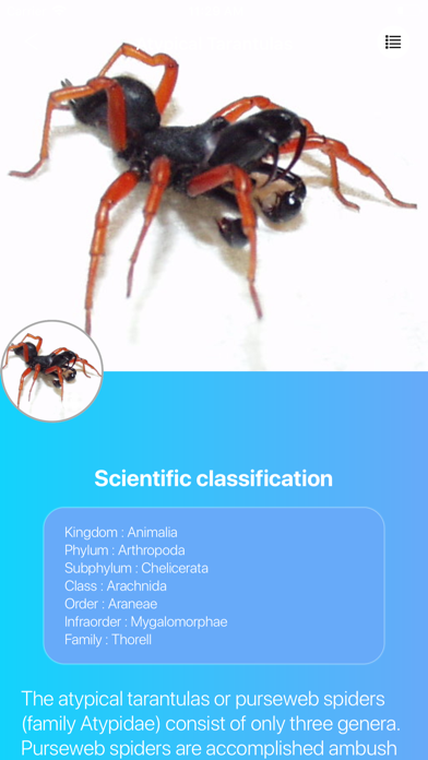 Spinnen 2.0 screenshot 3