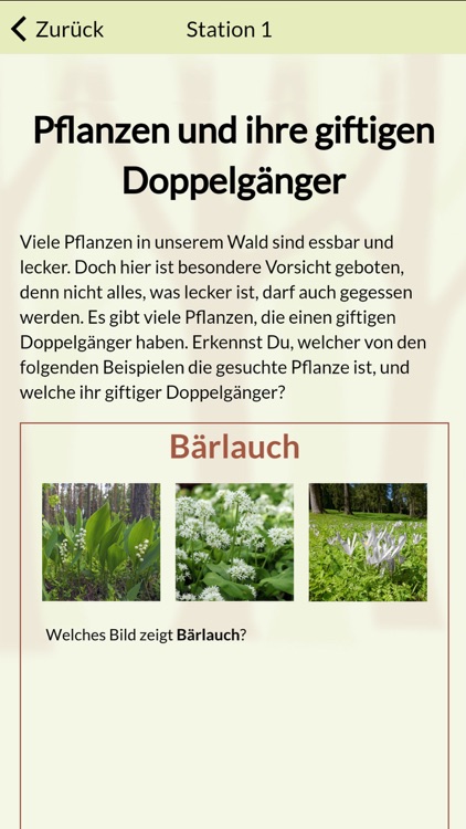 Buchenwaldmeister Angelbachtal