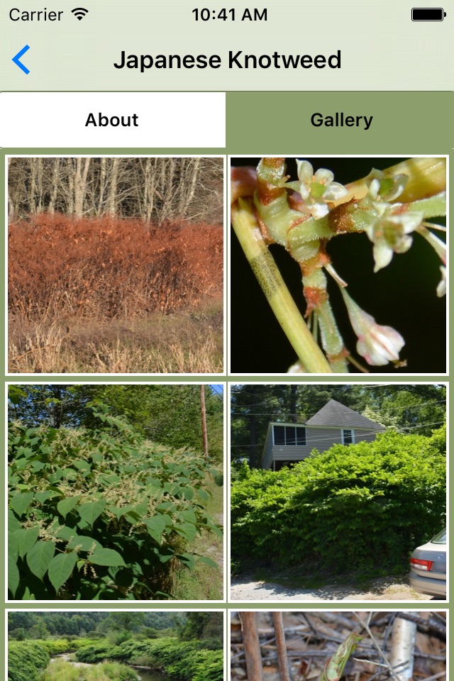 Knotweed! screenshot 3