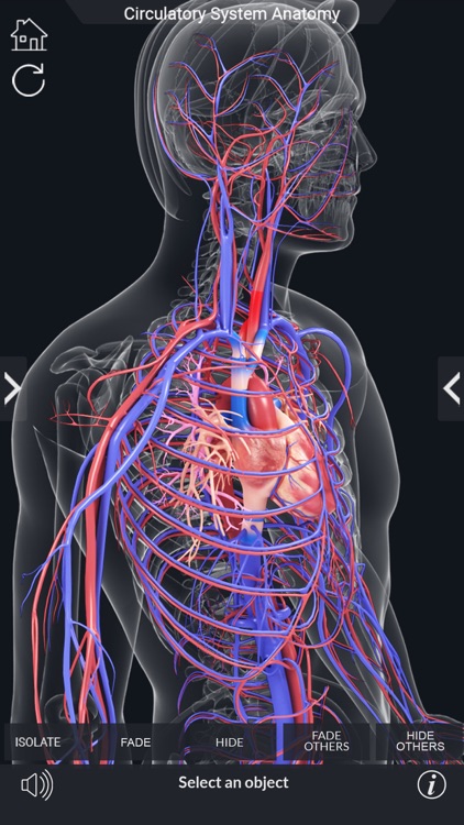 My Circulatory System Anatomy by Santosh Chavan