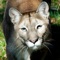 Stuarts North America Mammals is a new and comprehensive app authored by mammal experts Chris and Mathilde Stuart