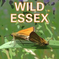 Activities of Wild Essex