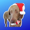 Weimojis - Weimaraner Stickers