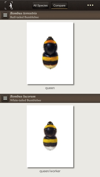 British & Irish Bumblebees