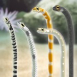 养育花园鳗的治愈游戏