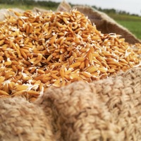 Paddy Varieties pour PC