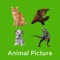 Animal Picture Identification is learning app for kids to learn animal names with high quality pictures