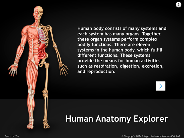 Human Anatomy - Skeletal