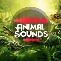 Animal Sounds 2019