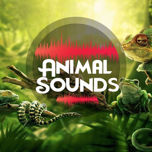 Animal Sounds 2019