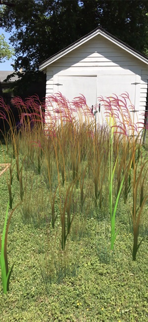 Grass Flower Weed: Bluestem(圖1)-速報App