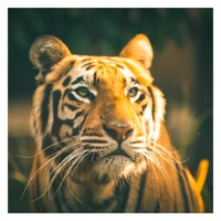 King Of Tigers Sticker Pack apk