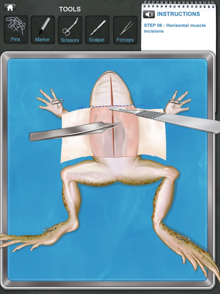 Frog Dissection screenshot 2