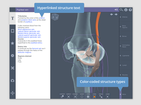 Knee: 3D Real-time screenshot 4