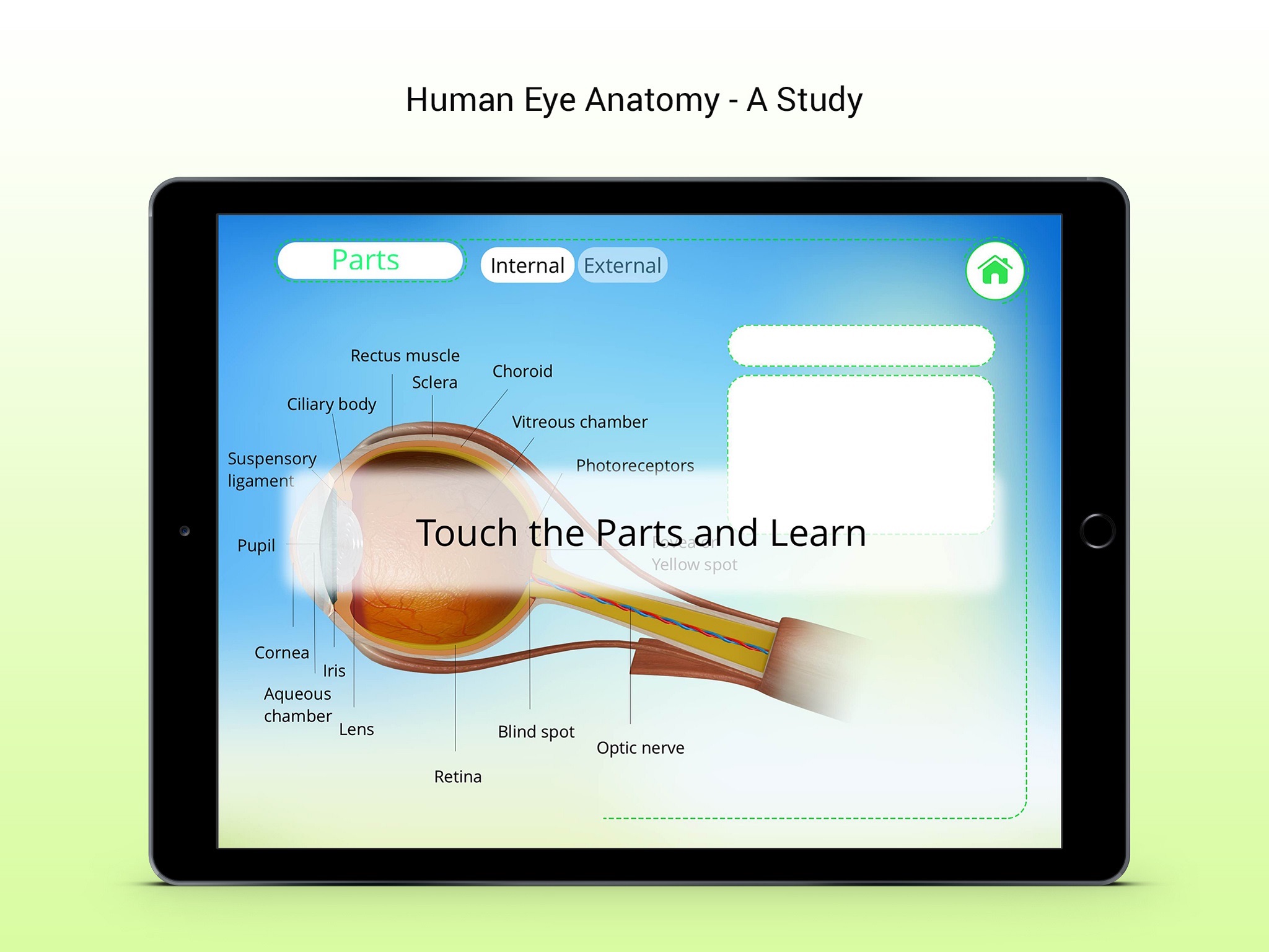 Human Eye Receptors screenshot 3