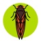 Cicada Safari