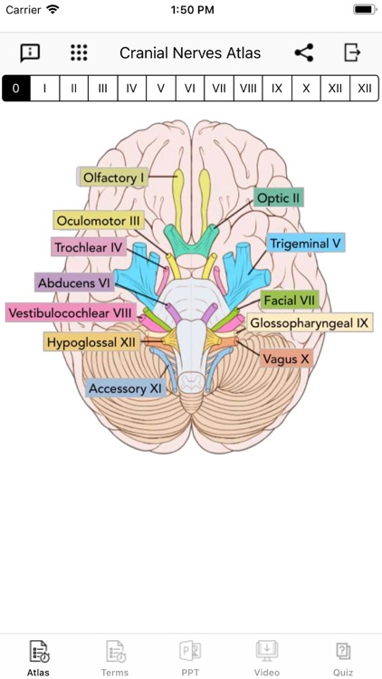 Cranial Nerves Plus screenshot-0