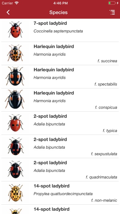 European Ladybirds