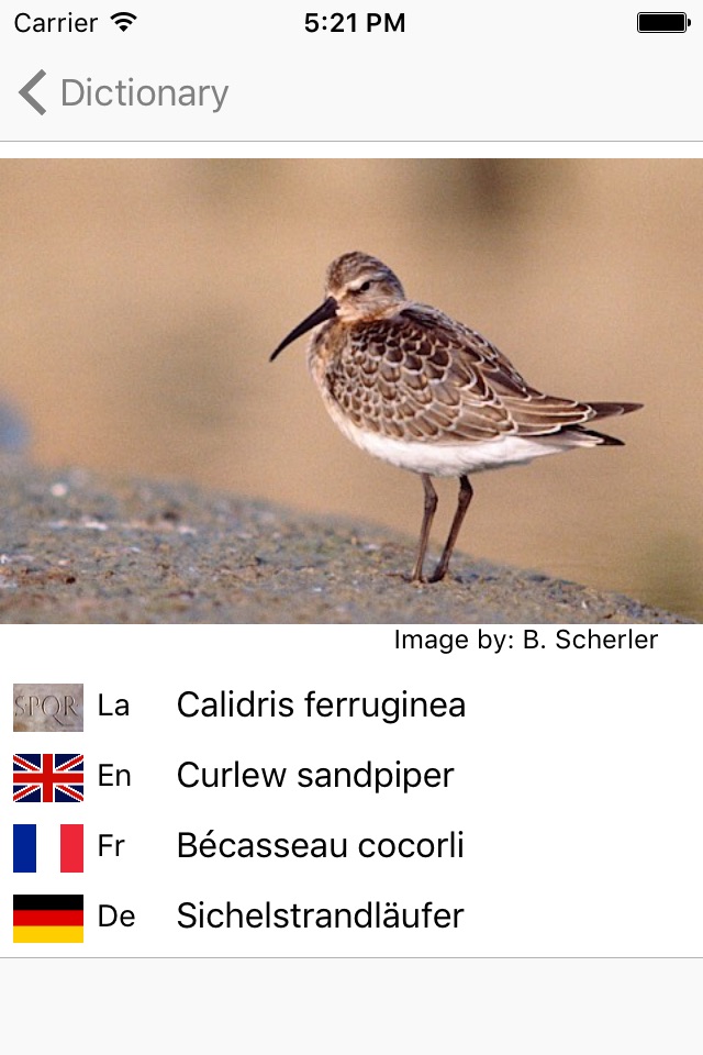 European Birds Names Lite screenshot 4