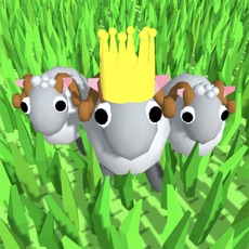 Activities of Sheep Graze