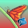 PI VR Insects