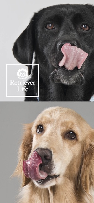 Retriever Life【レトリーバーライフ】(圖1)-速報App