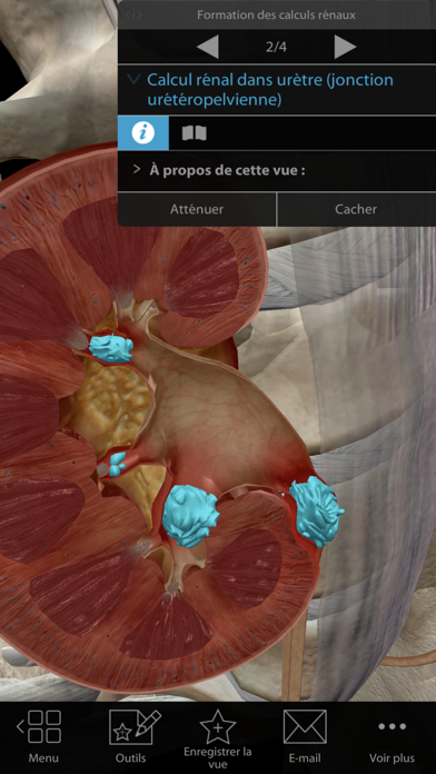 Physiologie & Pathologie Physiologie & Pathologie