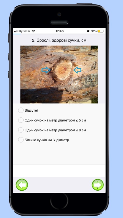 Сосна клас якості