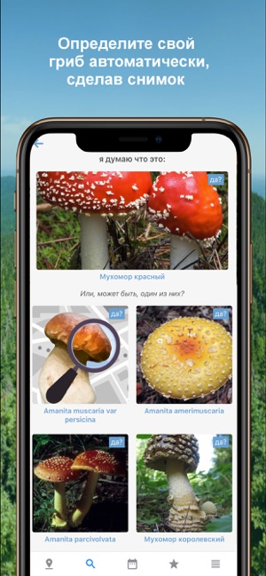 Программа для определения грибов по фото на андроид бесплатно на русском