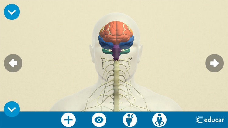 Mi Cuerpo Humano en 3D screenshot-3