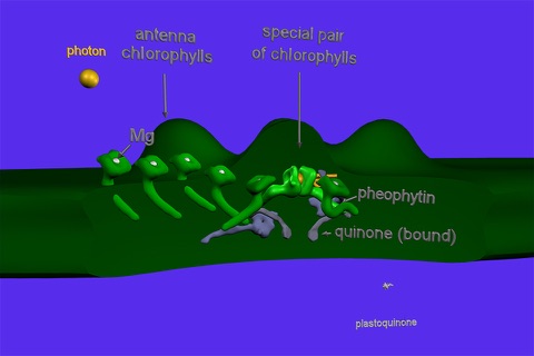 Photosynthesis in 3D screenshot 4