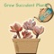 "Anyone can easily grow succulent plants