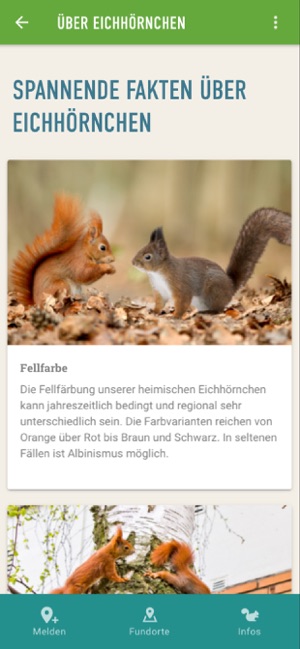 Eichhörnchen in Bayern(圖4)-速報App