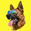 German Shepherd GSD Fun Emoji