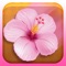 Peach blossom Linkup is a relaxed, logic-based game