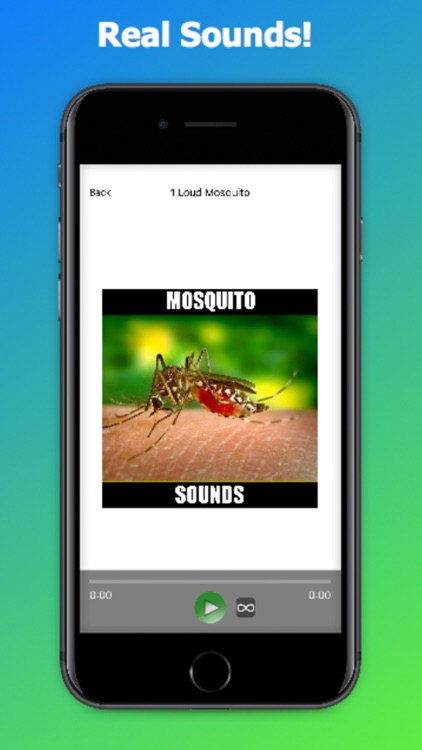 Real Mosquito Sounds!