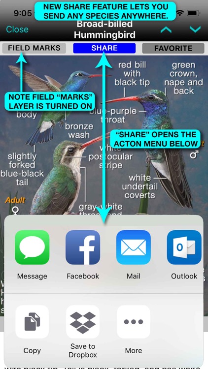 iBird Ultimate Guide to Birds screenshot-5
