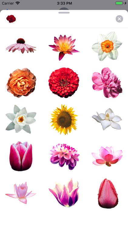 Lovely Flower Collection