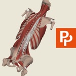 Spine 3D Real-time