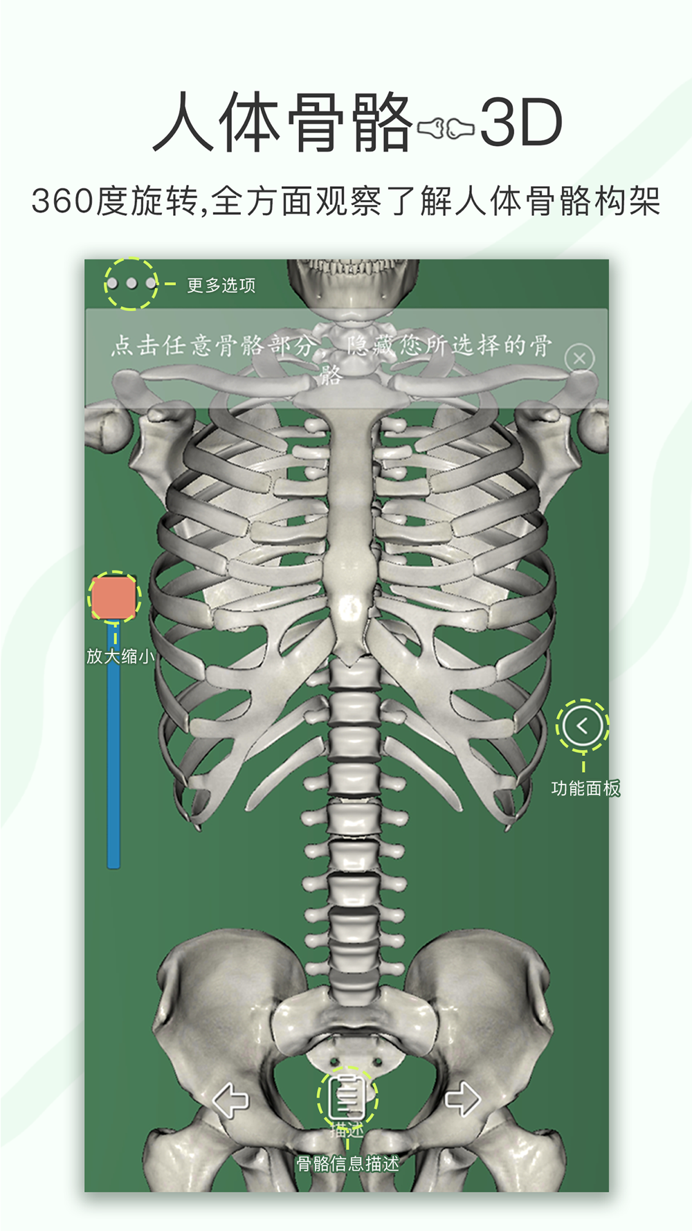 人体骨骼 3d Download App For Iphone Steprimo Com