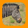 Animals of Pilanesberg - mydigitalearth.com