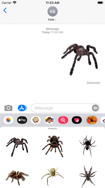 Spider Collection